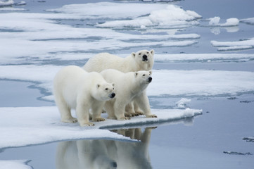 polar bear & yearling cubs