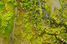 Sea Algae