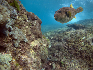 Canvas Print - toadreef