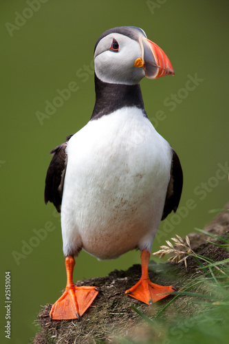 Fotografía Atlantic Puffin standing proud
