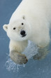 Polar bear - inquisitive female yearling