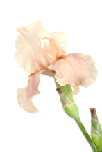 Peach Colored Iris