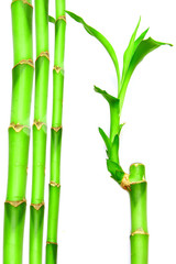  bambu