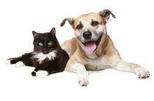 Close-up Portrait Of A Cat And Dog