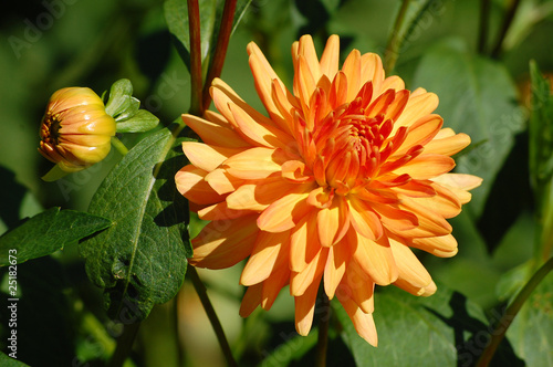 Orange Dahlie mit Knospe und Blätter
