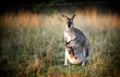 Kangaroo with joey in its pouch at sunset in a field in Australia