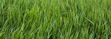 Panoramic View To Vivid Green Grass