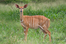 Nyala Antelope, South Africa