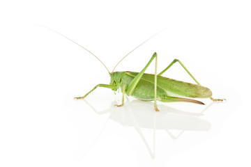 Tettigonia Virdissima