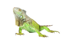 Green Iguana, Common Iguana, Isolated On A White Background