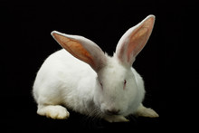White Rabbit On A Black Background