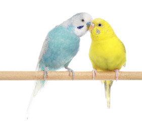 Wall Mural - Pair of Budgerigars