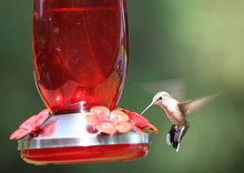 A Hummingbird Eating At A Feeder.
