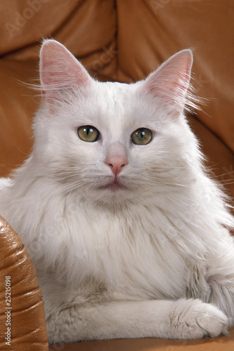 Portrait De Chat Angora Turc Blanc Buy This Stock Photo And Explore Similar Images At Adobe Stock Adobe Stock Portrait De Chat Angora Turc Blanc Buy This Stock Photo And Explore Similar Images At Adobe Stock Adobe Stock