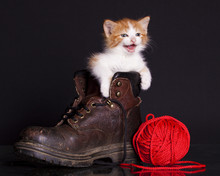 Kitten In A Shoe