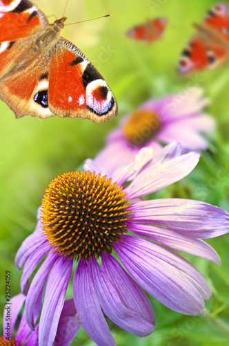 Tapeta ścienna Echinacea z motylami