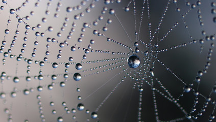 Spider net with water drops