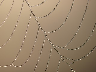Spider net with water drops