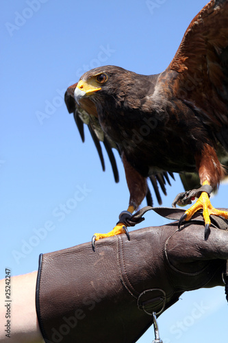 Obraz na płótnie canvas dwuczęściowy "dyptyk" Harris hawk (parabuteo unicinctus) na rękawicy sokolnika