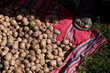 Potatoes detail in a market in Puno, Peru, South America