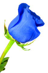 Canvas Print - blue rose