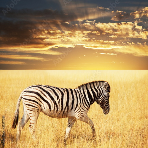 Plakat na papierze fotorealistycznym Zebra