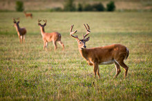 White Tailed Deer Wildlife Animals In Outdoors Nature
