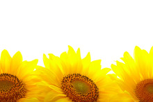 Three Sunflowers With Copyspase