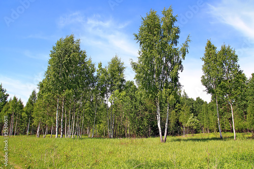 Board z aluminiowym obramowaniem Brzoza copse na lato polu