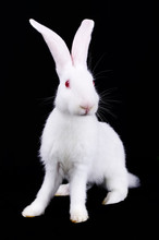 White Rabbit With Long Ears
