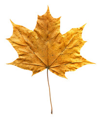 Dry maple leaf