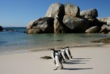 Fototapeta Konie - African Penguins at Boulders