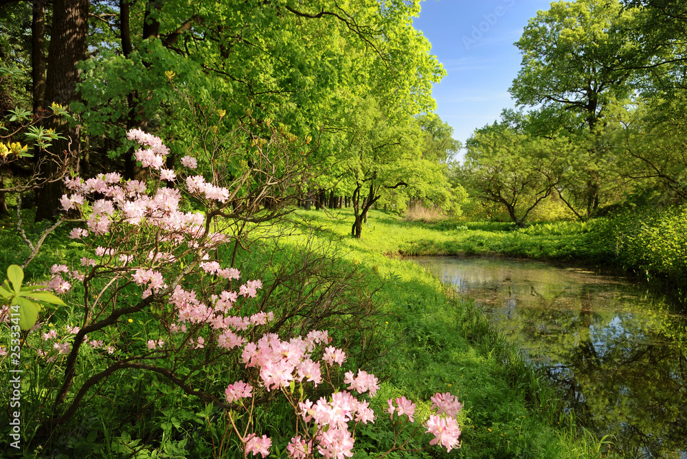 Spring landscape with pond - obrazy, fototapety, plakaty 