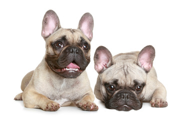 Canvas Print - two French bulldog puppy