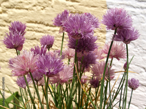 fioletowe-kwiaty-szczypiorku