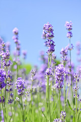 Wall Mural - Lavender blooming in a garden