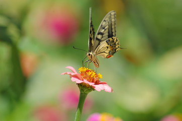 Papilio Machaon -6