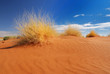 Strauch im Wüstensand