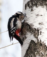 Poster - Great spotted woodpecker (Dendrocopos major).