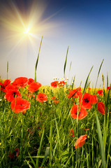 Wall Mural - Summer field with wheat and colorful poppies.