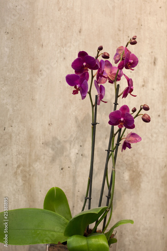 Naklejki orchidea   kwiat