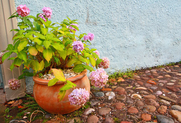 Canvas Print - Hortensia in the flower pot