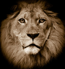 lion portrait