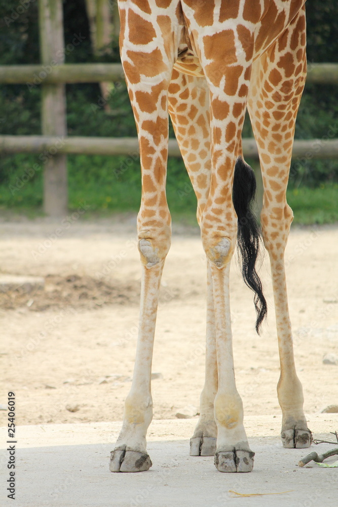 足のでかいキリン 楽天市場】FRPアニマルオブジェ 巨大なキリン Giraffe 18ft. リアル