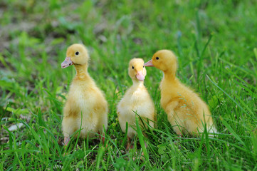 Wall Mural - three fluffy chicks