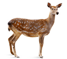 ニホンジカ ♀毛皮 23-12 ニホンジカのメス 無料画像 - Public Domain Pictures
