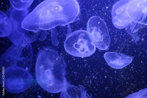 Tapeta ścienna Meduza