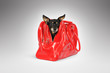 Dog in a red bag