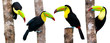 Keel Billed Toucans, from Central America. Isolated on White.