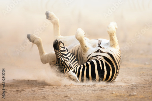 Plakat na papierze fotorealistycznym Walcowanie zebra